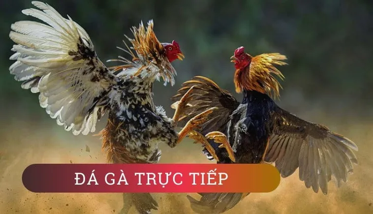 Hướng Dẫn Cách Chơi Đá Gà WS168 Tại TK88 Chi Tiết Nhất
